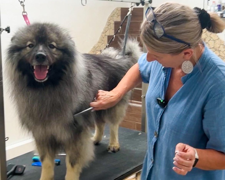 Viel zu tun gibt es derzeit für Sonja Janits-Ackerl vom „Hundesalon WOW“ in Steinberg-Dörfl. 