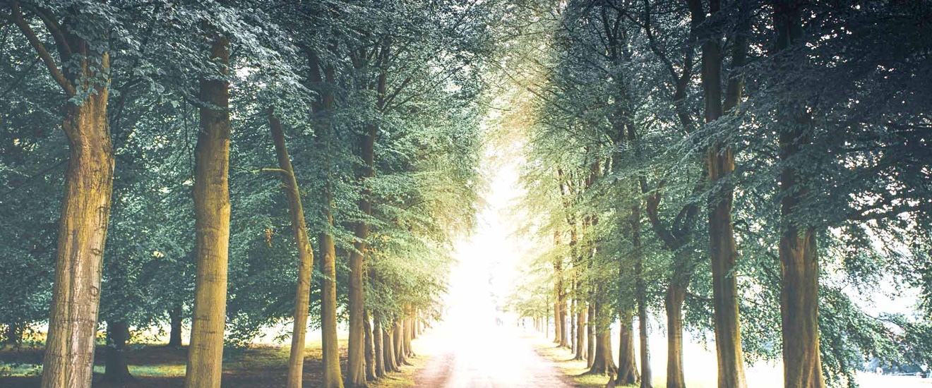 Waldweg umsäumt von Laubbäumen, am Ende Lichtung mit Menschen in Sicht