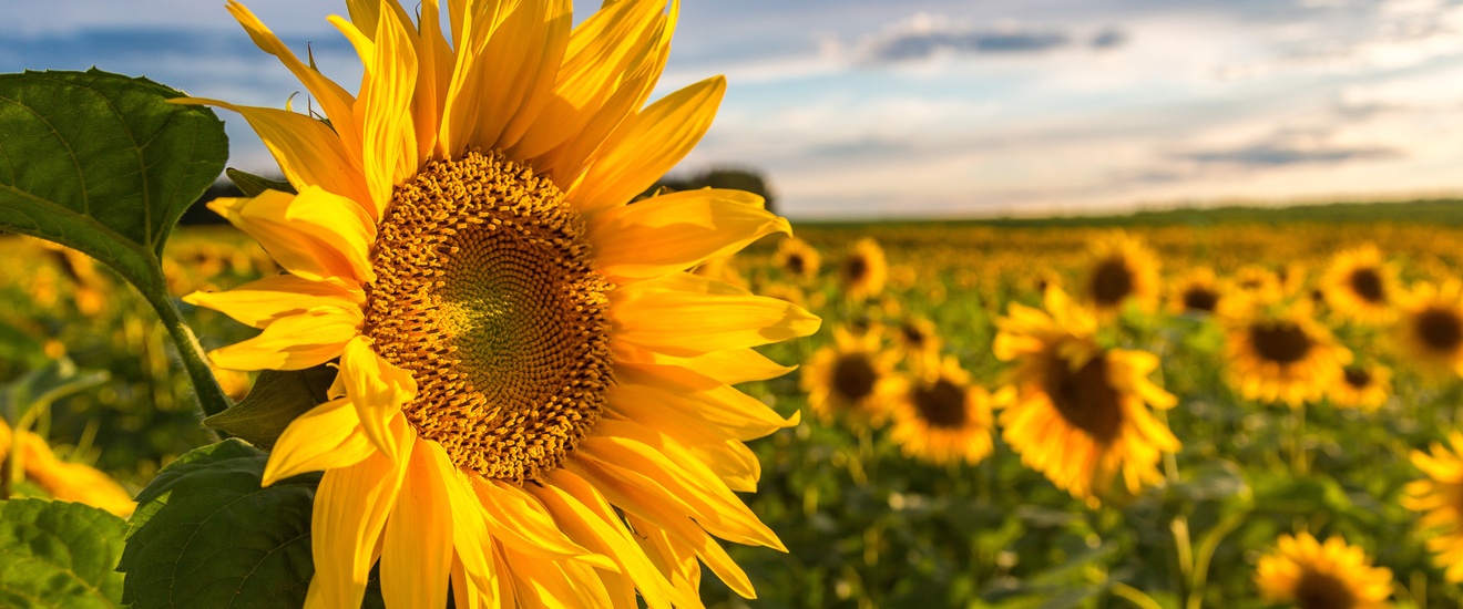 In der linken Bildhälfte ist die Nahaufnahme einer Sonnenblume, die nach rechts gewandt ist. Im Hintergrund sind viele weitere Sonnenblumen auf einem großen Feld. Der Himmel ist blau mit einigen Wolken