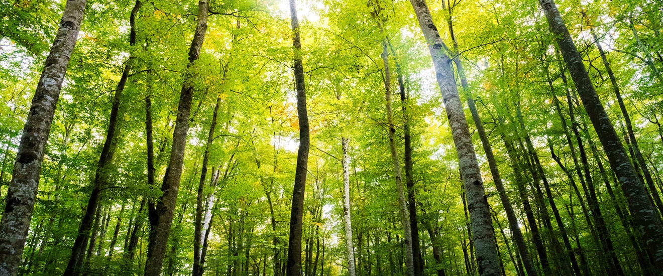 Waldstimmung mit Lichteinfall