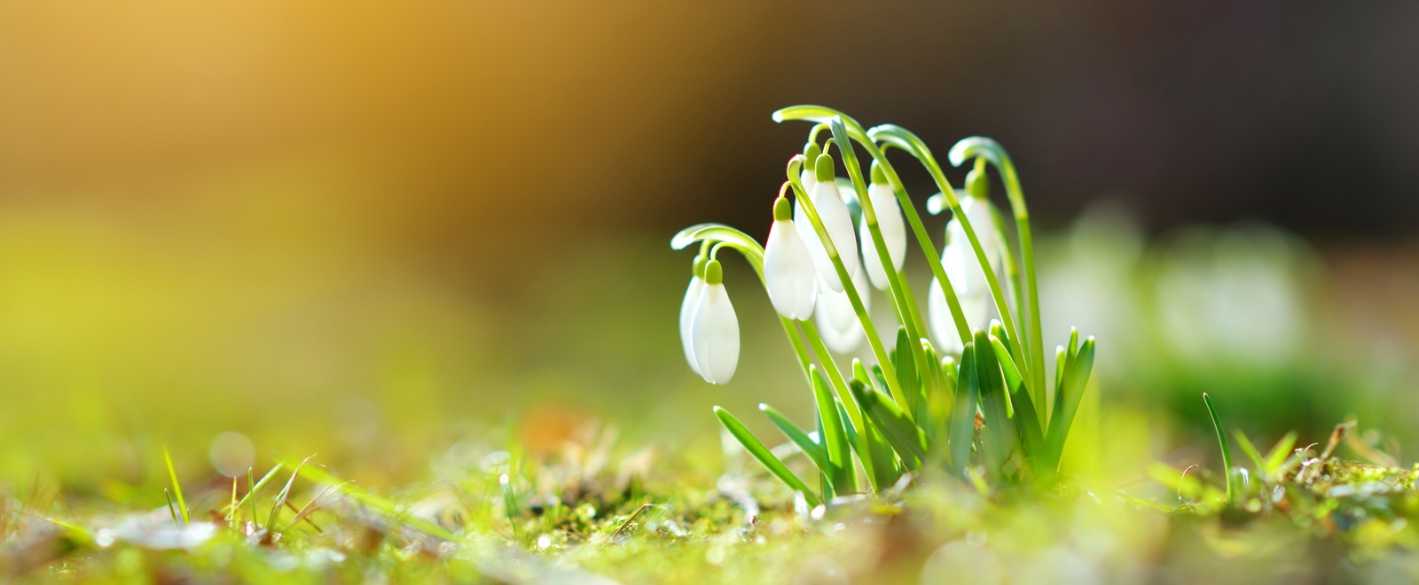 Detailansicht eines Schneeglöckchens