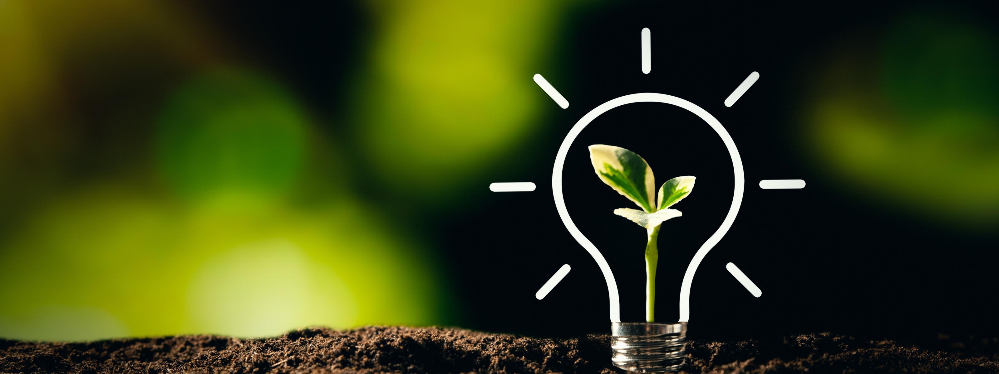 Pflänzchen in Glühbirne wächst aus Boden