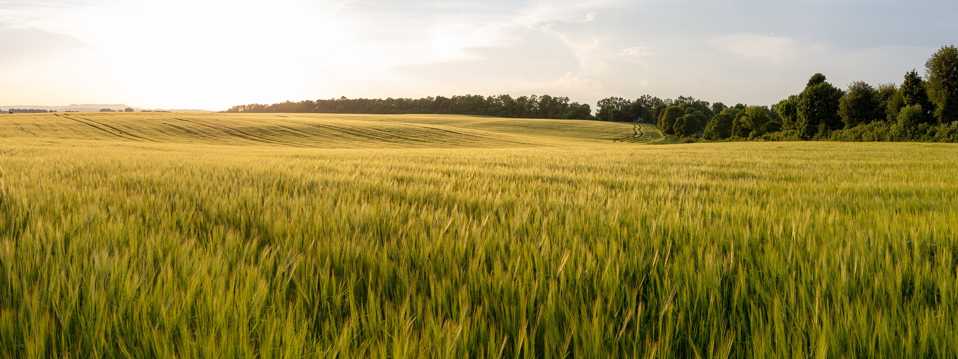 Kornfeld bei Sonnenuntergang