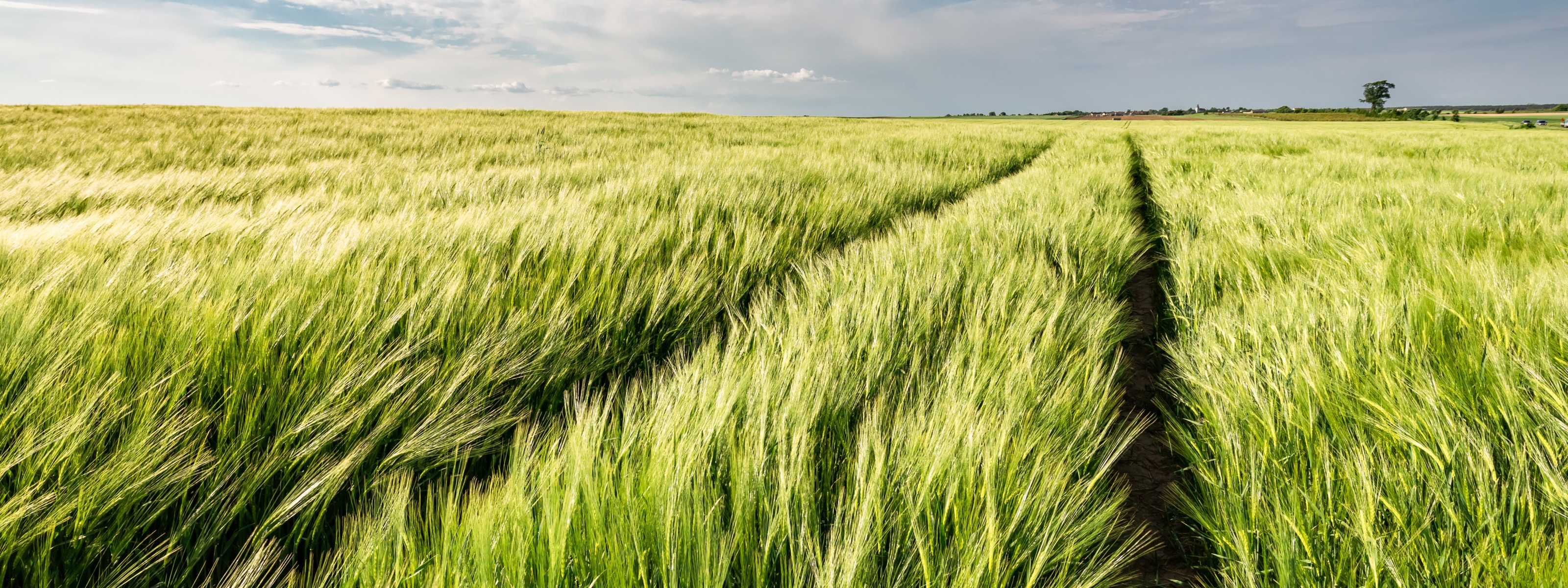 Grüne weitläufige Weizenfelder mit blauem Himmel