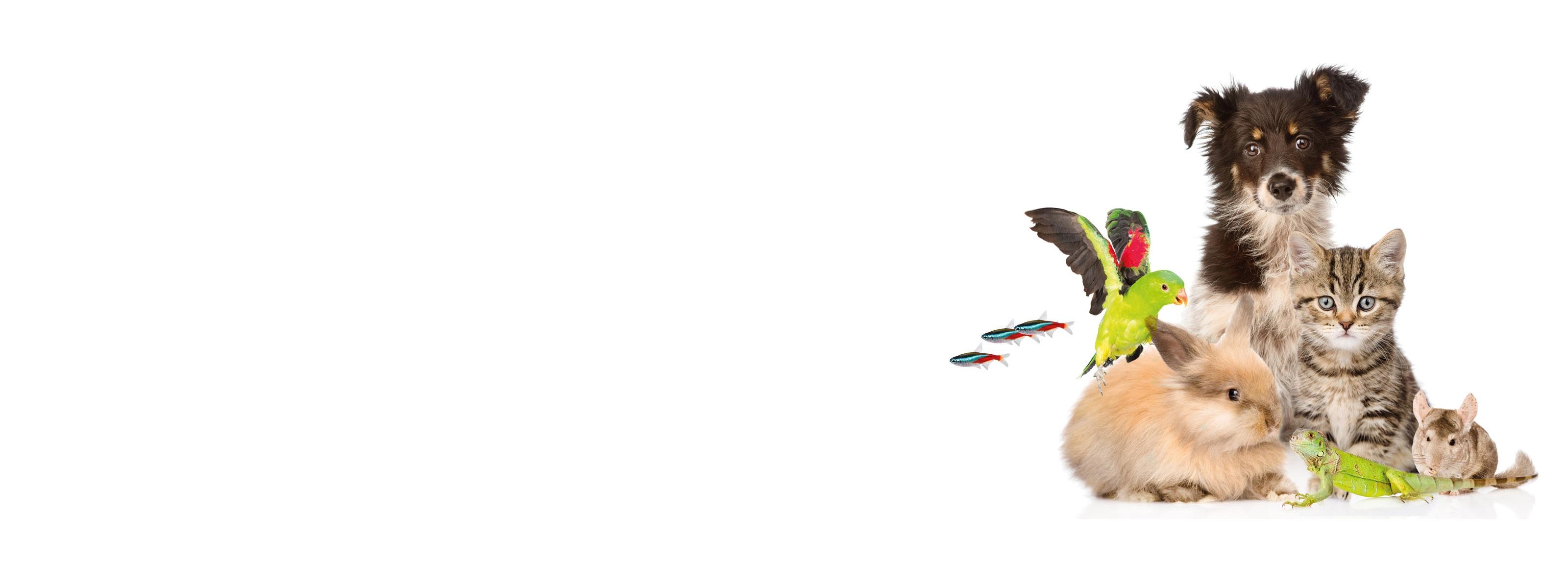 Montage verschiedener Haustiere auf weißem Hintergrund