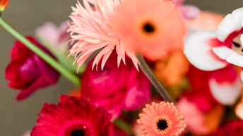 Rote, rosa und lila Rosen