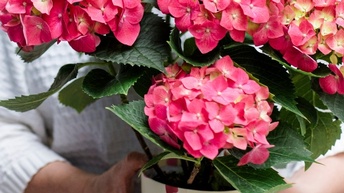 Frau mit Hortensientopf