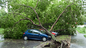Umgestürzter Baum auf einem Auto