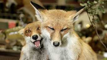 ausgestopfte Füchse