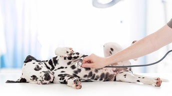 Dalmatiner Untersuchung