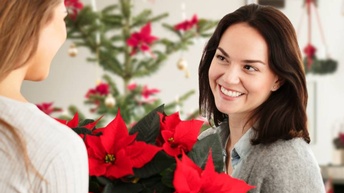 Weihnachtsstern wird als Geschenk überreicht, 2 Frauen