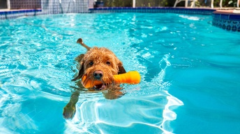 Ein Hund schwimmt in einem Pool, im Maul hat er ein Spielzeug.