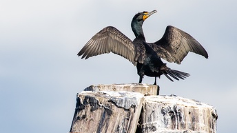 Dunkler Vogel in Rückenansicht, der auf Baumstumpf steht und seine Flügel zur Seite ausbreitet