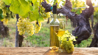 Auf einer länglichen Holzbank sind ein Weinglas mit Weißwein, eine gefüllte Weinflasche mit Weißwein und helle Weintrauben. Dahinter ist ein Weinstock mit reifen, hellen Weintrauben