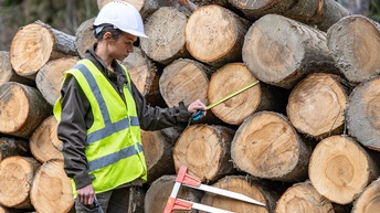 Person in gelber Schutzweste mit weißem Helm hält Zollstab an Querschnitt eines Holzstamms, der zwischen anderen Holstämmen gestapelt liegt, an Stapel Messschieber lehnend