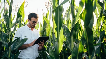 Eine Person mit Sonnenbrille, weißem Hemd und Bart steht in einem Maisfeld und blickt auf ein Tablet, das sie hält. Die Maispflanzen sind höher als die Person