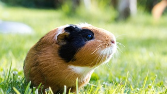 Nahaufnahme eines Meerschweinchen in Schiltpatt-Farben das auf einer grünen Wiese sitzt, rundherum grünes Bokeh 