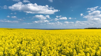 Gelbes Rapsfeld mit blauem Himmel und weißen Wolken