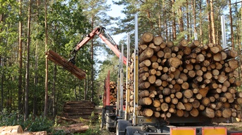 Auf die Ladeflächen eines LKWs werden mit einer Greifzange abgeholzte Baumstämme geschlichtet. Der LKW steht auf einem Forstweg in einem Wald. Links und rechts vom Weg sind Bäume