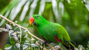 Edelpapagei in grün sitzt auf einem Ast und hält ein Blatt im Schnabel, im Hintergrund ein grünes Bokeh aus Blättern