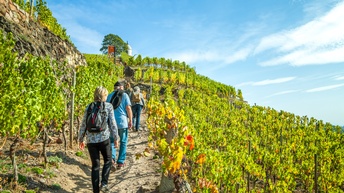 Rückenansicht von vier Personen, die hintereinander zwischen Weinreben einen Weg hochgehen