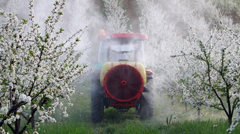 Roter Traktor mit großer Spritzdüse, der durch Kirschbaumhain fährt und blühende Bäumchen mit Flüssigkeit einnebelt