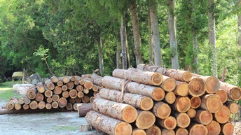 Mehrere Holzstämme aufeinander gestapelt, im Hintergrund Wald