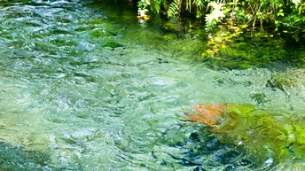 Detailansicht eines türkisblauen Baches umrahmt von Pflanzen, die im oberen Bildrand ins Wasser hängen