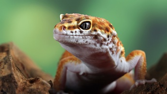 Leopardengecko auf Holz vor grünem Bokeh