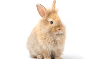 Hellbraunes Angora Zwergkaninchen sitzt vor einem weißen Hintergrund