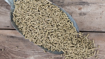 Nahaufnahme einer kleinen Schaufel, die mit Futtermittel befüllt ist und auf Holzbrettern liegt