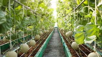 Industrieller Anbau von Zuckermelonen, indem sie an parallel zum Boden ausgerichteten Streben mit einem Seil verbunden werden