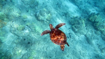 Aufnahme einer Schildkröte aus der Vogelperspektive. Die Schildkröte schwimmt in einem Gewässer. Unter ihr ist der Meeresboden