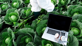 Aufgeklapptes Notebook mit Atemschutz daraufliegend auf Kohlköpfen positioniert, im Ausschnitt Beine einer Person in Schutzanzug