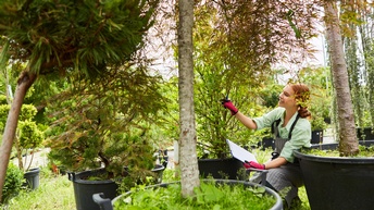 Person mit Schutzhandschuhen und Schürze kontrolliert Baum, ringsum mehrere Bäume in Töpfen