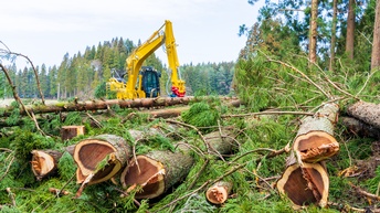 Ein Bagger mit einem Holzgreifer steht auf einer Waldfläche. Im Vordergrund liegen mehrere gefällte Baumstämme und Äste. Im Hintergrund sind weitere Bäume