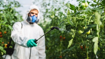Fokus auf Sprühdüse, die Person in weißem Schutzanzug und mit Atemschutzgerät im Hintergrund verschwommen in Hand hält und auf Tomatenpflanze richtet