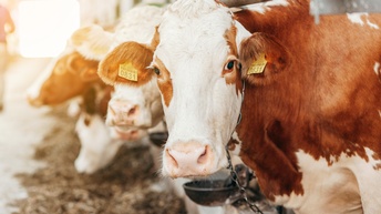 Frontale Aufnahme einer braun-weißen Kuh, die in einem Stall angekettet ist. Neben ihr stehen weitere Kühe