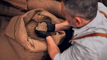 Person mit schwarzen Gummihandschuhen greift in Jutesack und schaufelt mit Händen unbehandelte Kaffeebohnen heraus