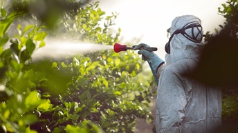 Person in Rückenansicht in weißem Schutzanzug mit Atemschutzgerät und Schutzhandschuhen hält Sprühdrüse aus grünen Busch, aus der Flüssigkeit im Strahl austritt