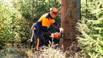 Person in orangeblauer Arbeitsschutzkleidung mit orangem Helm sägt mit Motorsäge Baum