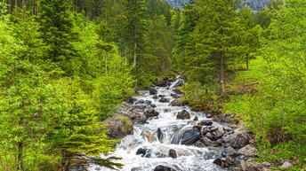 In der Bildmitte ist ein Bach, worin sich Steine befinden. Links und rechts davon ist ein dichter Wald mit grünen Bäumen und grünen Büschen.