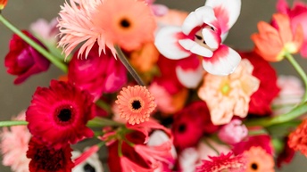 Rote, rosa und lila Rosen