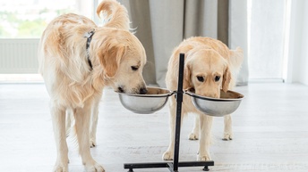 An einer schwarzen Stange sind links und rechts jeweils ein Metallnapf befestigt. In jeden Napf steckt ein mittelgroßer, heller Hund seine Schnauze