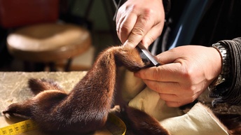 Ein Pelz wird verarbeitet