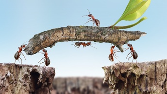 Detailaufnahmen von Ameisen, die ein Teilstück eines Astes über ein morsches Holzstück tragen, Konzept Teamwork