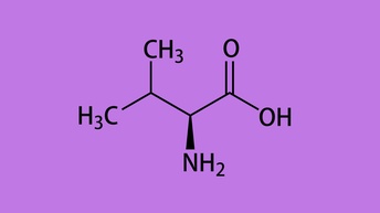 Säurenstruktur von Valin