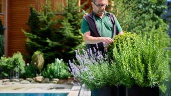 Person mit Brillen steht in Garten und schneidet Buxbaum in Kübel, im Hintergrund verschwommen Holzfassade, ringsum grüne Pflanzen und im Ausschnitt ein Swimmingpool