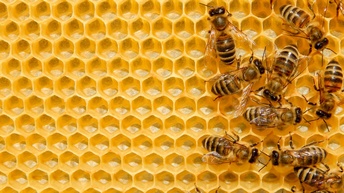 Mehrere Bienen in Vogelperspektive im rechten Bildbereich auf gelben Honigwaben krabbelnd