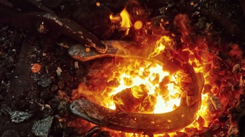 Ein Hufeisen in der Glut beim Schmieden